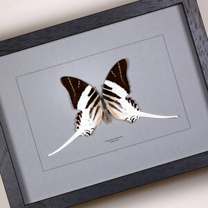 Op de afbeelding: Een ingelijst vlinderspecimen met zwart-wit gestreepte vleugels en lange, witte staartachtige verlengingen. De vlinder is gemonteerd op een grijze achtergrond in een zwart houten frame.