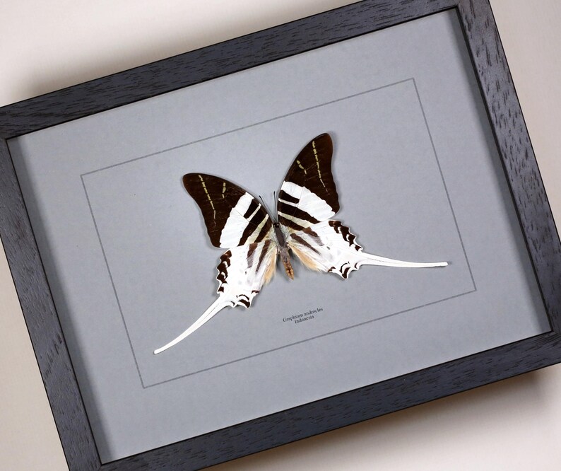 Op de afbeelding: Een ingelijst vlinderspecimen met zwart-wit gestreepte vleugels en lange, witte staartachtige verlengingen. De vlinder is gemonteerd op een grijze achtergrond in een zwart houten frame.