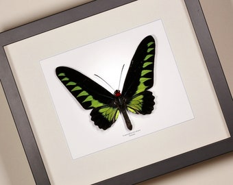 Trogonoptera brookiana - echte ingelijste vlinderinsectentaxidermie