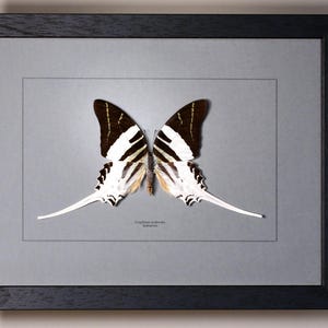 Op de afbeelding: Een ingelijst vlinderexemplaar. De vlinder heeft zwart-wit gestreepte vleugels met lange, witte, staartachtige verlengingen. De lijst is zwart en de achtergrond is lichtgrijs. De vlinder is gecentreerd in een grijze passe-partout.