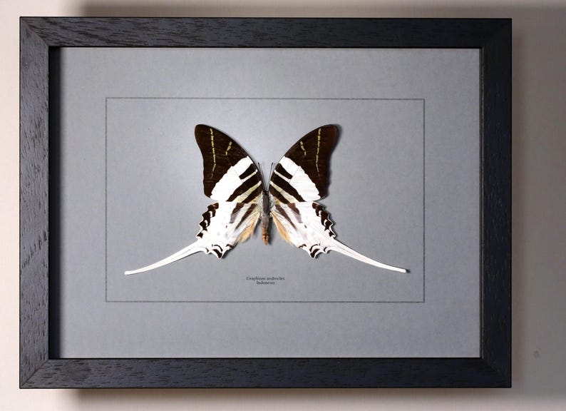 Op de afbeelding: Een ingelijst vlinderexemplaar. De vlinder heeft zwart-wit gestreepte vleugels met lange, witte, staartachtige verlengingen. De lijst is zwart en de achtergrond is lichtgrijs. De vlinder is gecentreerd in een grijze passe-partout.