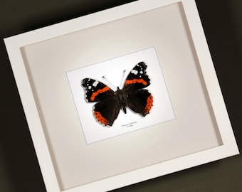 Real framed butterfly Vanessa atalanta Red Admiral