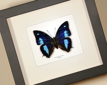 Polygrapha (Anaea) cyanea - real framed butterfly insect taxidermy