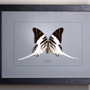Op de afbeelding: Een ingelijst vlinderexemplaar met zwart-witte vleugels en lange, witte staartachtige verlengingen. De vlinder is gecentreerd op een grijze achtergrond in een zwart frame. De tekst "Graphium androcles" is zichtbaar.