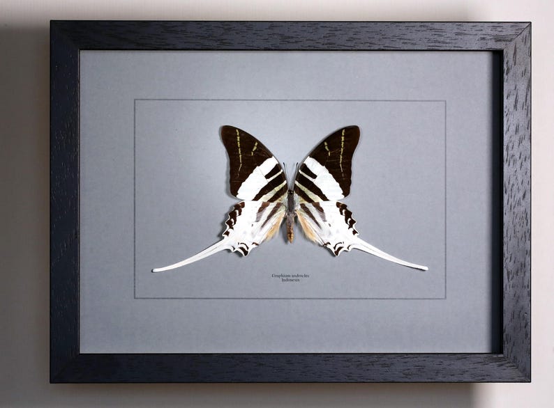 Op de afbeelding: Een ingelijst vlinderexemplaar met zwart-witte vleugels en lange, witte staartachtige verlengingen. De vlinder is gecentreerd op een grijze achtergrond in een zwart frame. De tekst "Graphium androcles" is zichtbaar.