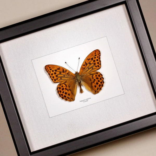 Real framed butterfly Argynnis paphia ( male )  Silver-washed fritillary