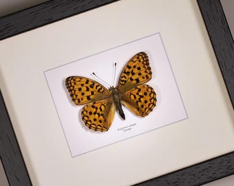 Argynnis adippe  High brown fritillary  framed butterfly