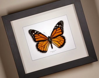 Monarch Butterfly ( Danaus plexippus ) real framed butterfly insect taxidermy