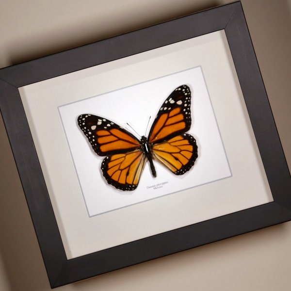 Monarch Butterfly ( Danaus plexippus ) real framed butterfly insect taxidermy