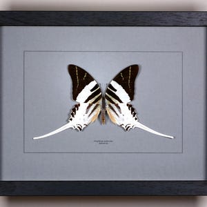 Op de afbeelding: Ingelijst vlinderspecimen. De vlinder heeft zwart-wit gestreepte vleugels met lange, witte, staartachtige verlengingen. De lijst is zwart en de achtergrond is lichtgrijs. De vlinder is gecentreerd in de lijst, met de wetenschappelijke naam eronder zichtbaar.