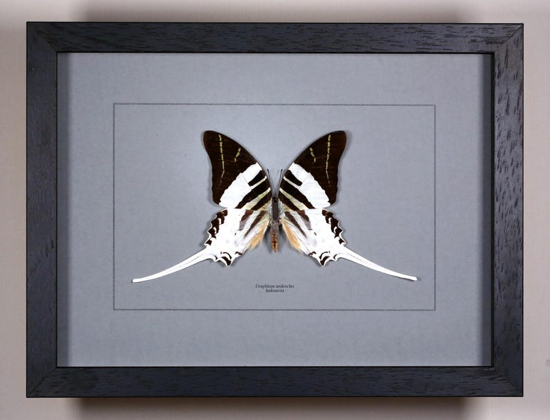 Op de afbeelding: Ingelijst vlinderspecimen. De vlinder heeft zwart-wit gestreepte vleugels met lange, witte, staartachtige verlengingen. De lijst is zwart en de achtergrond is lichtgrijs. De vlinder is gecentreerd in de lijst, met de wetenschappelijke naam eronder zichtbaar.