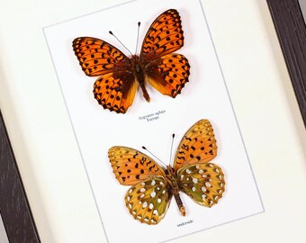 Argynnis aglaja Donkergroene parelmoervlinder (boven- en onderkant) ingelijste vlinder taxidermie-insect uit Letland