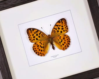 Echte ingelijste vlinder Pallas' parelmoervlinder Argynnis laodice