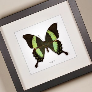 Peut inclure: Un spécimen de papillon encadré avec des ailes noires et vertes. Le papillon est étiqueté "Papilio chikae Philippines".