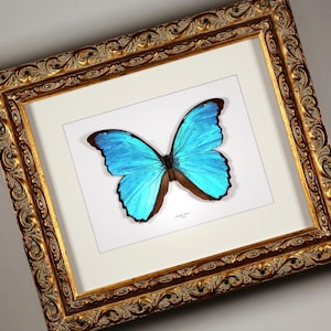 Morpho catenarius - Etsy 日本