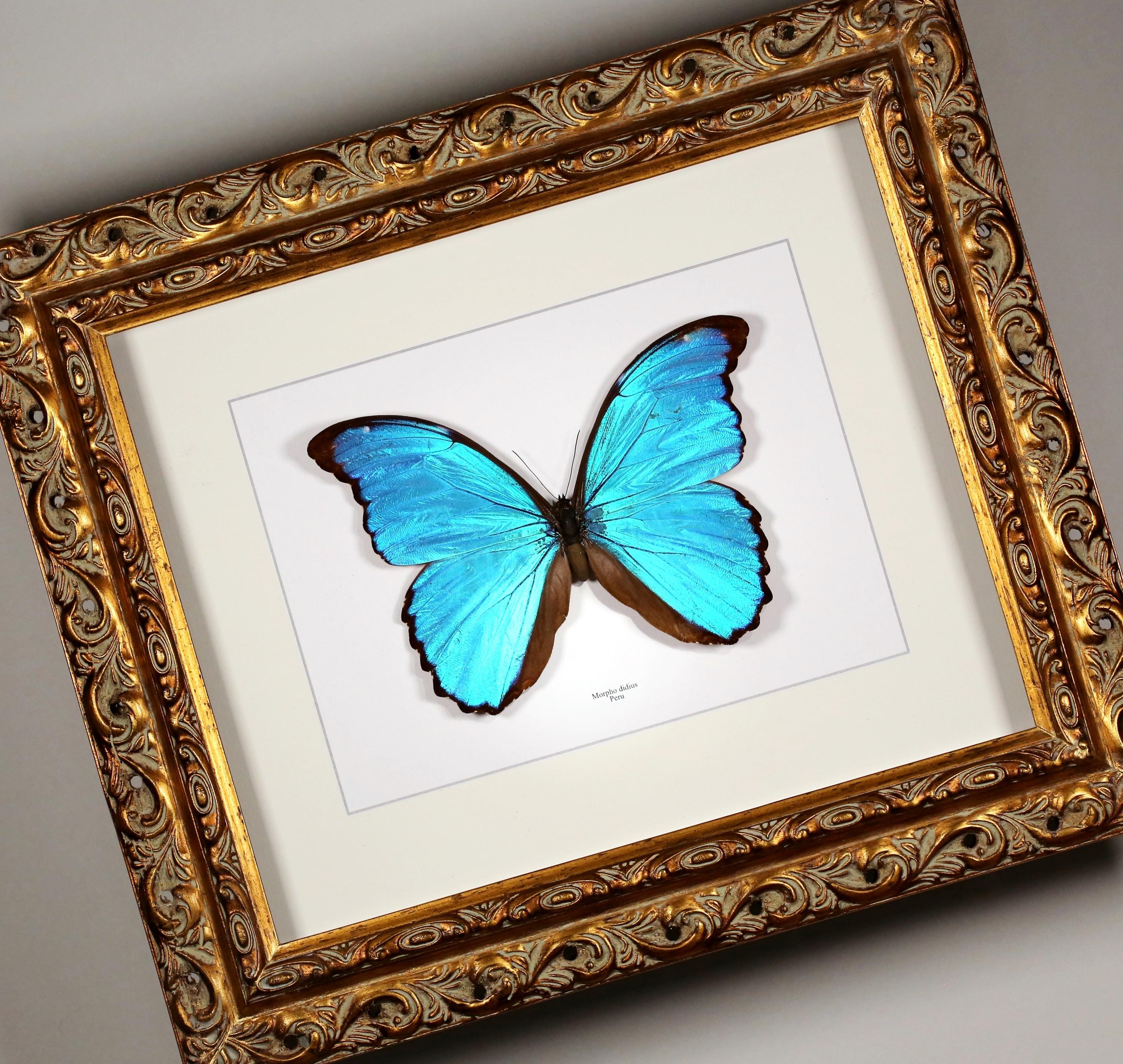 Morpho catenarius - Etsy 日本