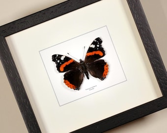 Vanessa atalanta Red Admiral echte ingelijste vlinder