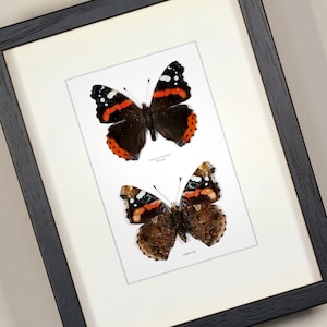 Framed butterfly Vanessa atalanta Red Admiral (upside & underside)