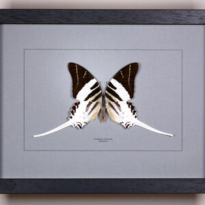 Op de afbeelding: Een ingelijst vlinderspecimen met een zwart houten frame. De vlinder heeft witte en bruine vleugels met lange, witte staartachtige verlengingen. De achtergrond is lichtgrijs en het frame is donkergrijs.