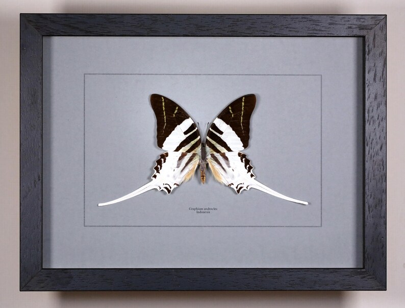 Op de afbeelding: Een ingelijst vlinderspecimen met een zwart houten frame. De vlinder heeft witte en bruine vleugels met lange, witte staartachtige verlengingen. De achtergrond is lichtgrijs en het frame is donkergrijs.