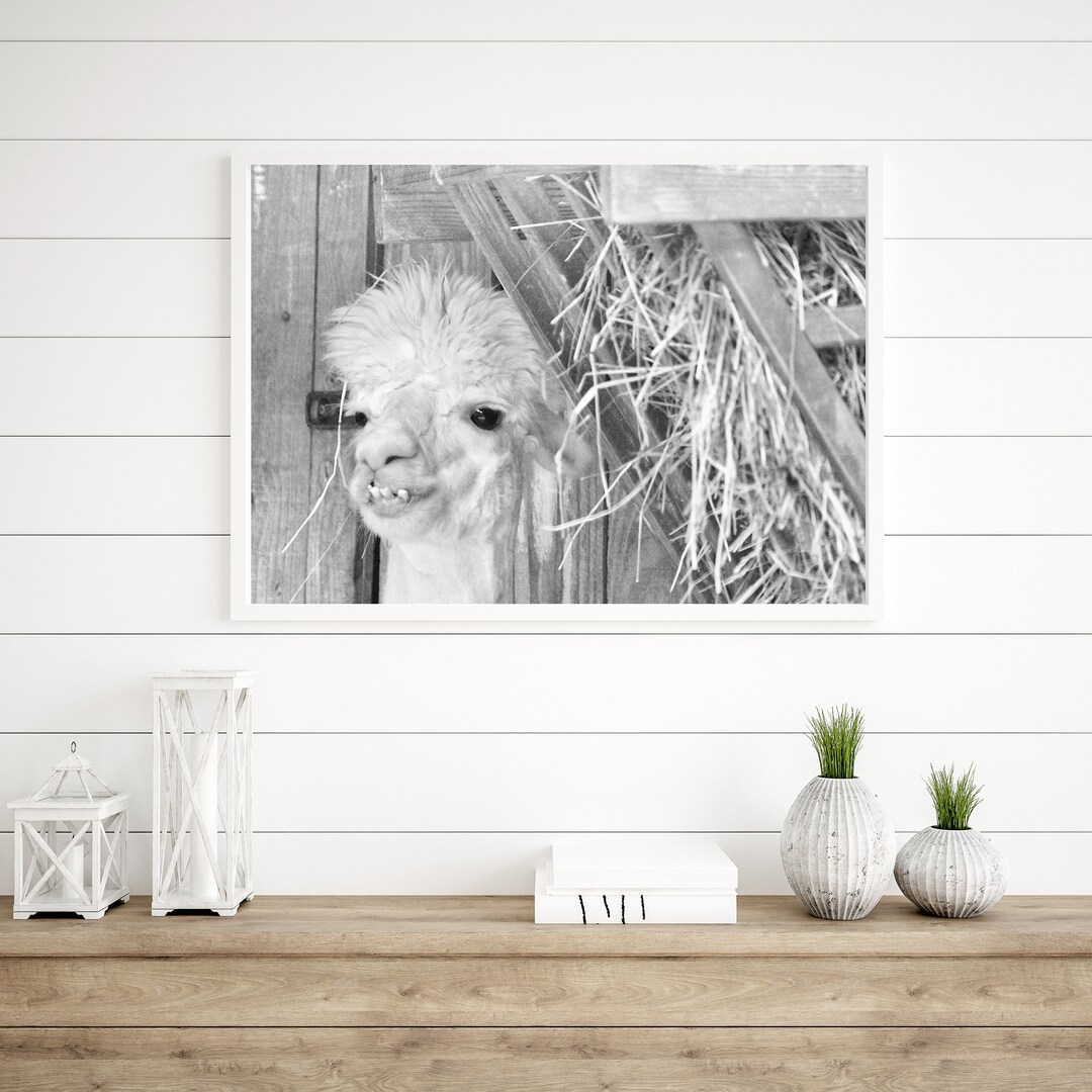 Albino Alpaca. Digital Download. High-resolution. Animal. Nature. Wall ...