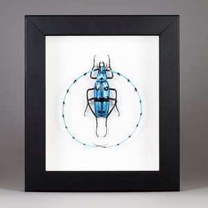 Scarabeo del vetro di Murano - Rosalia alpina - Insetto di vetro - Arte del vetro - Lavorazione a lume del vetro - Arte della parete