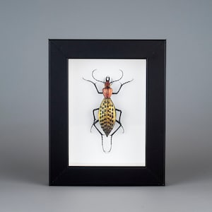 Scarabeo di vetro di Murano - Coptolabrus augustus