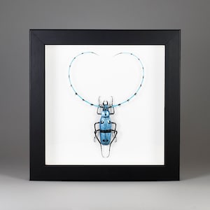 Scarabeo del vetro di Murano - Rosalia alpina - Insetto di vetro - Arte del vetro - Lavorazione a lume del vetro - Arte della parete