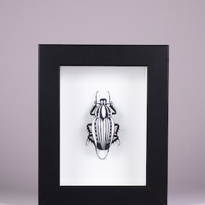 Skarabäus in vetro di Murano - Goliathus orientalis