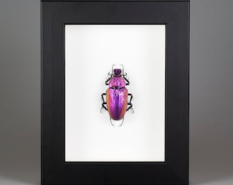 Scarabeo del vetro di Murano - Cetonia aurata (viola) - isspirato alla natura