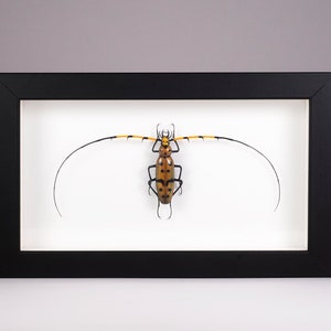 Murano Glas Käfer - Rosalia bouvieri - Glas Insekt