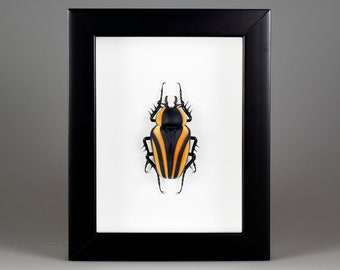 ムラーノ島のスカラベオ - Dicronorrhina derbyana - ispirato alla natura