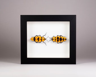 Murano Glas Käfer - Calodema Zusammensetzung - Glas Insekten - Glas Tiere