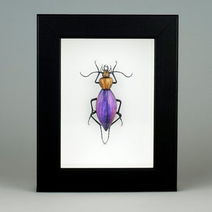 Murano Glaskäfer - Ceroglossus chilensis - Glasinsekt - Glaskäfer - Muranoglas Wandkunst - Home Decor - Rahmen
