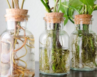 Propagation Station Jar Flower Vase