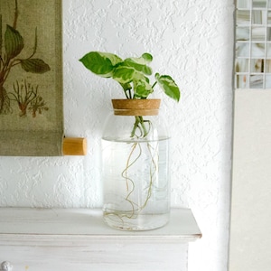 May include: A clear glass jar with a cork stopper, filled with water and a green and white variegated plant with roots growing in the water. The jar is sitting on a white surface.