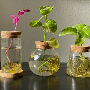 Propagation Jar Hydroponic Vase Cork Lid Plant Terrarium