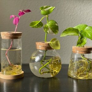 Propagation Jar Hydroponic Vase Cork Lid Plant Terrarium