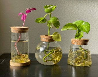 Propagation Jar Hydroponic Vase Cork Lid Plant Terrarium
