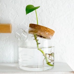 May include: A clear glass vase with a cork lid, filled with water and a green plant with roots growing in the water.