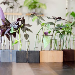 Rustikale Holzvermehrungsstation | Reagenzglas-Vase-Halter