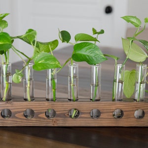 Tabletop Plant Propagation Station | Wood and Glass Vase | Hydroponic Cutting and Flower Vessel