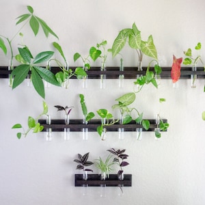 Mounted Wall Propagation | Test Tube Vase Holder