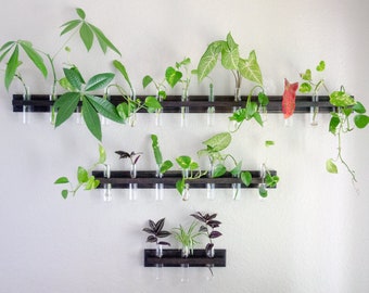 Mounted Wall Propagation | Test Tube Vase Holder