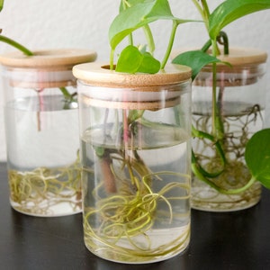 Propagation Station Jar Flower Vase with Bamboo Lid