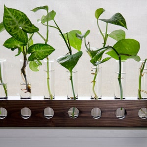 Tabletop Plant Propagation Station | Wood and Glass Vase | Hydroponic Cutting and Flower Vessel