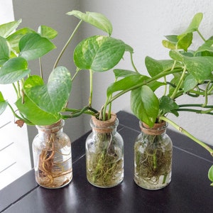 Propagation Station Jar Flower Vase