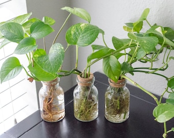 Propagation Station Jar Flower Vase
