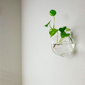 Hanging Glass Wall Planter Propagation Terrarium Vase Quick Hook