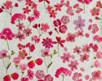 May include: A collection of pressed pink flowers arranged on a white background. The flowers are various sizes and shapes, including roses, daisies, and other wildflowers.